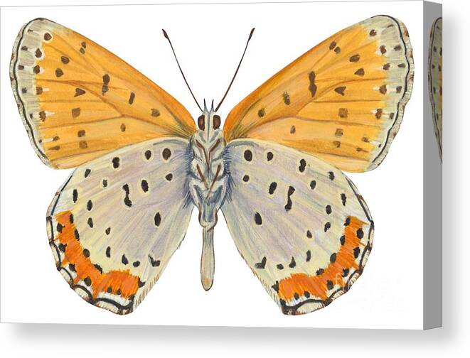 Zoology; No People; Horizontal; Close-up; Full Length; White Background; One Animal; Animal Themes; Nature; Wildlife; Symmetry; Fragility; Wing; Animal Pattern; Antenna; Entomology; Illustration And Painting; Spotted; Yellow; Bronze Canvas Print featuring the drawing Bronze copper butterfly by Anonymous