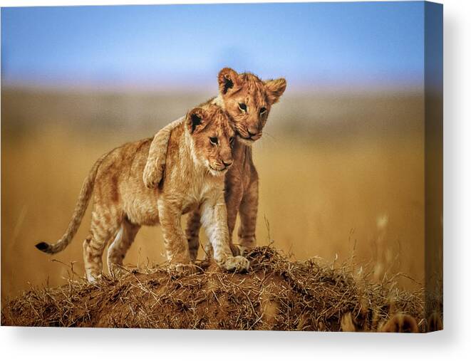 Nature Canvas Print featuring the photograph Brothers For Life by Jeffrey C. Sink