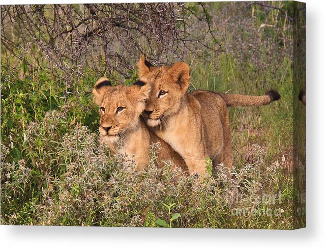 Tshukudu Canvas Print featuring the photograph Brothers by Jennifer Ludlum