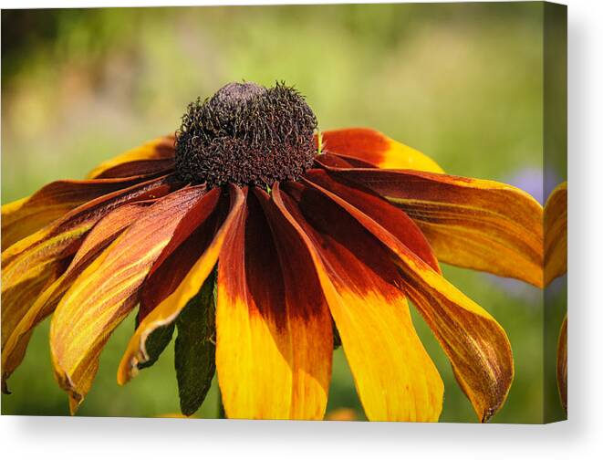 Wisconsin Canvas Print featuring the photograph Brown and Gold and Rust by Betty Eich