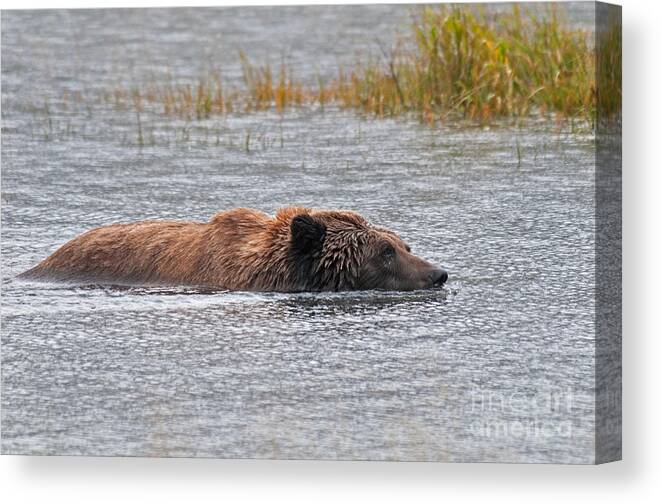 Nature Canvas Print featuring the photograph Brown Bear, Alaska by Mark Newman
