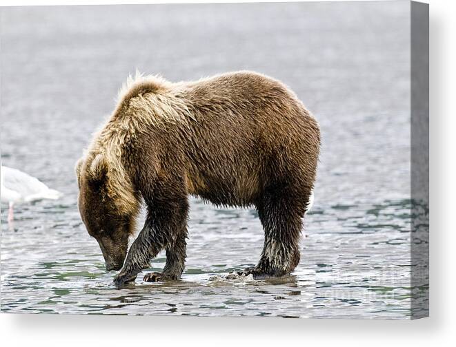 Nature Canvas Print featuring the photograph Brown Bear Digging Clams by William H. Mullins