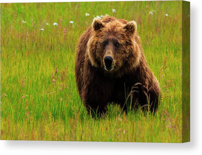 Brown Bear Canvas Print featuring the photograph Brown Bear, Lake Clark National Park by Mint Images/ Art Wolfe