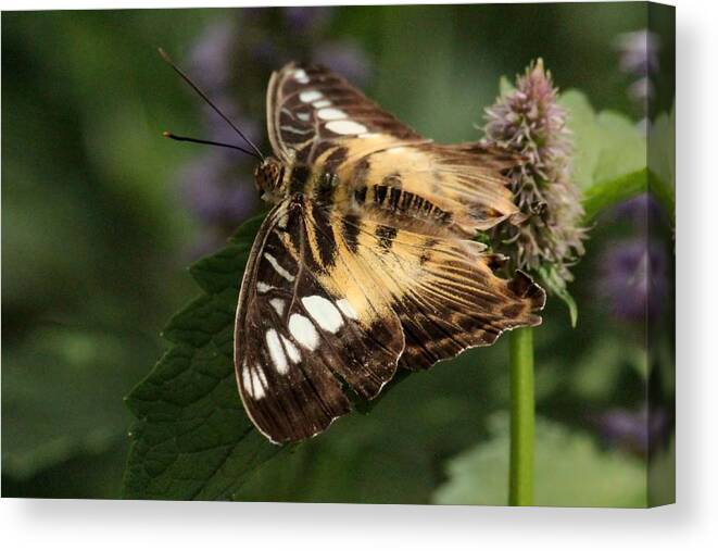 Butterfly Canvas Print featuring the photograph Brown Clipper Butterfly by Rosanne Jordan