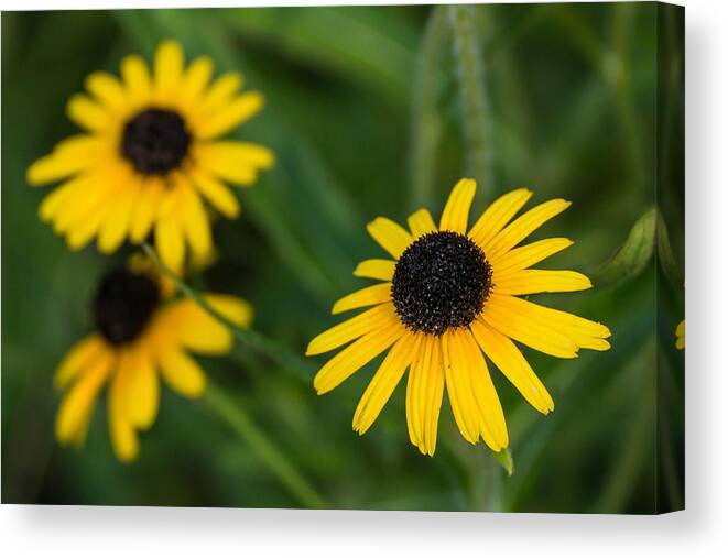 Brown Eyed Susan Canvas Print featuring the photograph Brown eyed susans by Photographic Arts And Design Studio