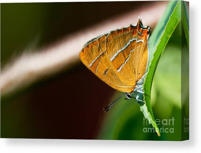 Brown Hairstreak Canvas Print featuring the photograph Brown Hairstreak by Torbjorn Swenelius