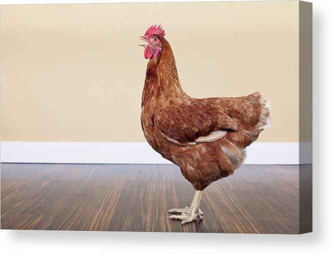 Hen Canvas Print featuring the photograph Brown Hen by Little Brown Rabbit Photography