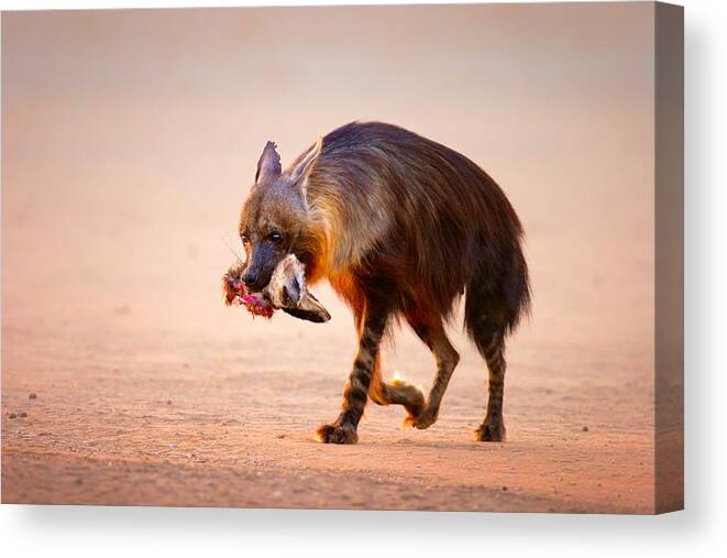 Hyena Canvas Print featuring the photograph Brown hyena with bat-eared fox in jaws by Johan Swanepoel