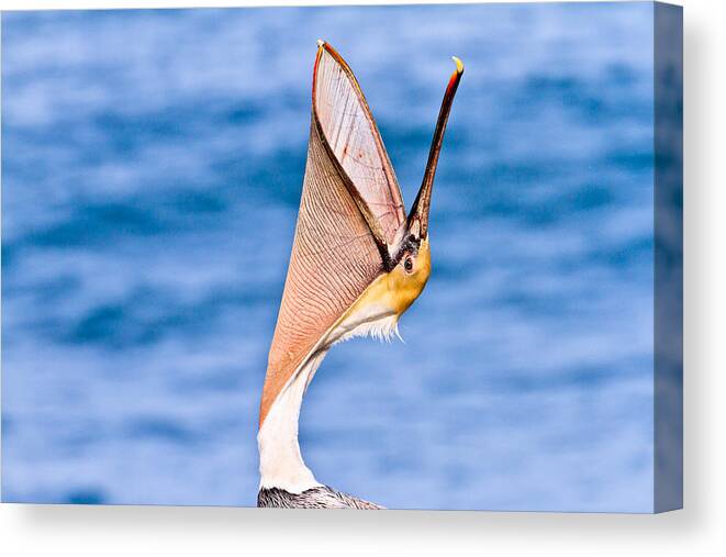 Brown Pelican Canvas Print featuring the photograph Brown Pelican - Head Throw by Ben Graham