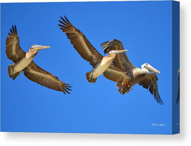 Brown Pelicans Canvas Print featuring the photograph Brown Pelicans in Flight by Debra Martz