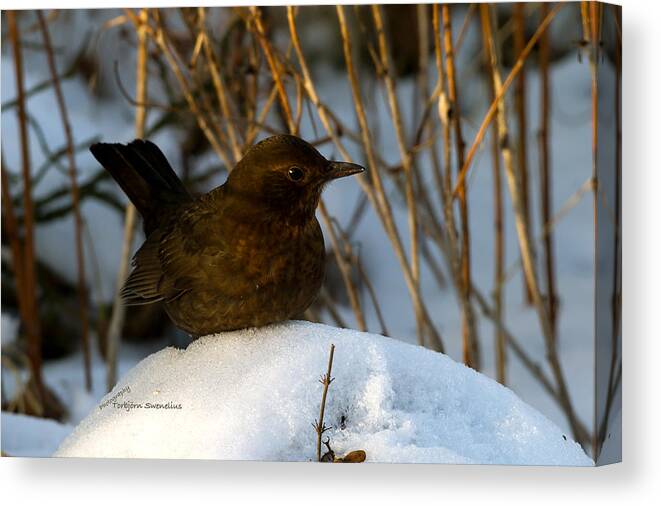 Brownbird Canvas Print featuring the photograph Brownbird by Torbjorn Swenelius
