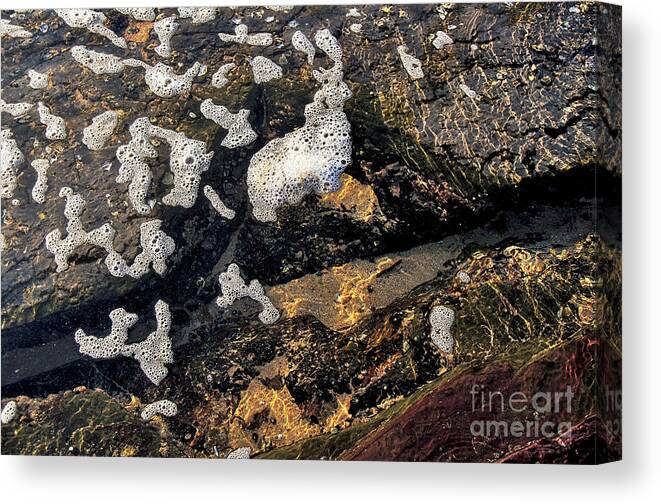 Photography Canvas Print featuring the photograph Bubbles Afloat by Kaye Menner
