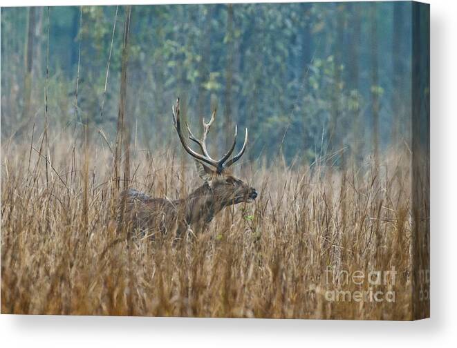 Nature Canvas Print featuring the photograph Buck Barasingha by William H. Mullins