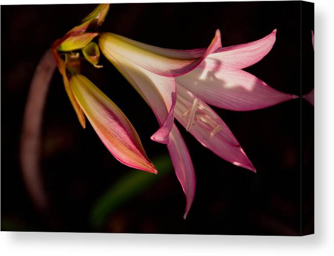 Flowers Canvas Print featuring the photograph Bud and Blossom by Leda Robertson