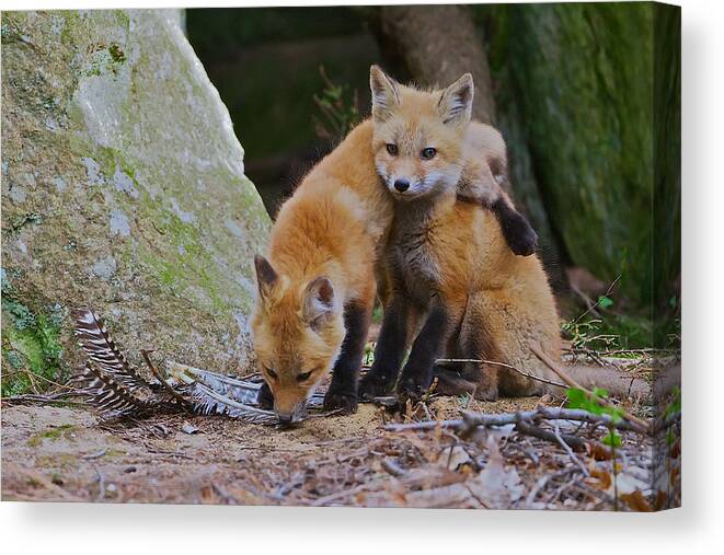 Red Fox Canvas Print featuring the photograph Buddies by Dale J Martin