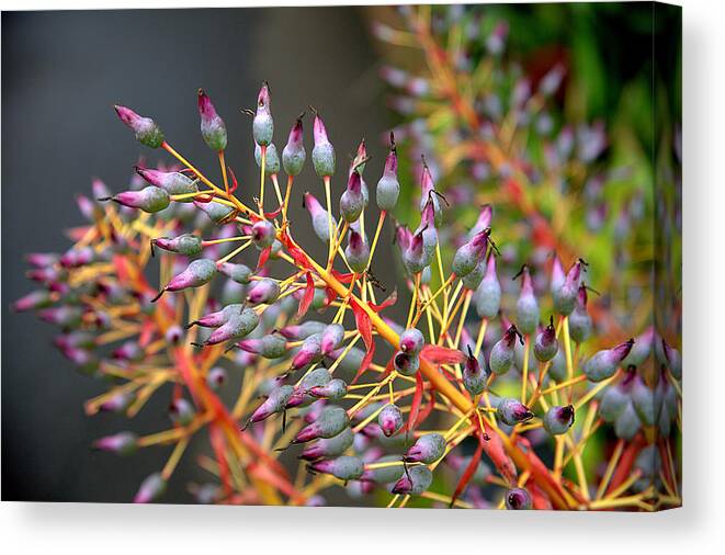 Flowers Canvas Print featuring the photograph Budding Flora by Craig Watanabe