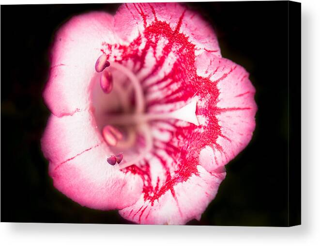 Botanical Canvas Print featuring the photograph Budding Flower by John Wadleigh