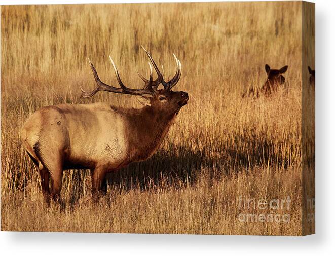 Elk Canvas Print featuring the photograph Bull Elk by Clare VanderVeen