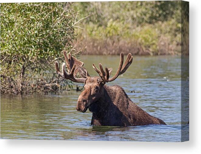Natural Focal Point Photography Canvas Print featuring the photograph Bull Moose arising from Stream in Grand Tetons National Park 2011 by Natural Focal Point Photography