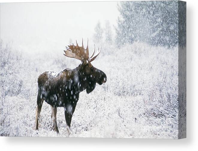 Fauna Canvas Print featuring the photograph Bull Moose In Snow by Ken M Johns