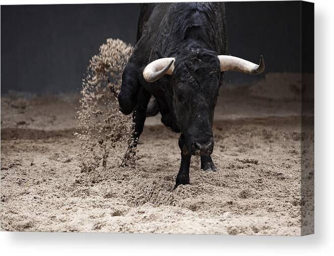 Horned Canvas Print featuring the photograph Bull pens scratching in Sales by Copyright, Juan Pelegrín.