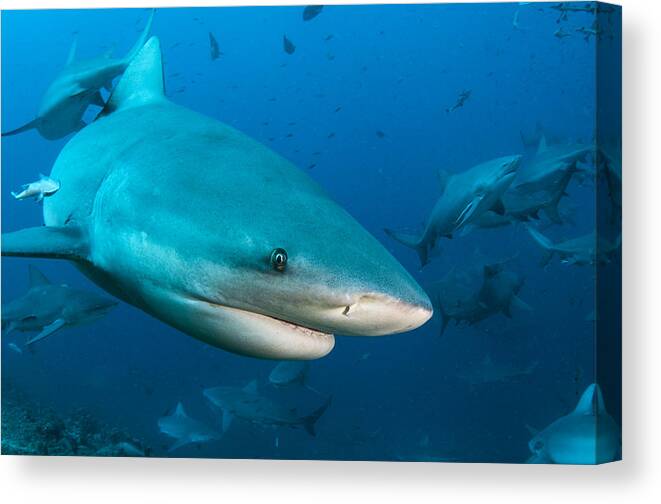 Pete Oxford Canvas Print featuring the photograph Bull Sharks In Beqa Lagoon Viti Levu by Pete Oxford