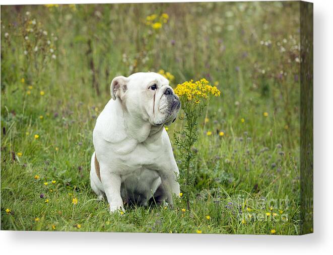 Dog Canvas Print featuring the photograph Bulldog With Flowers by John Daniels