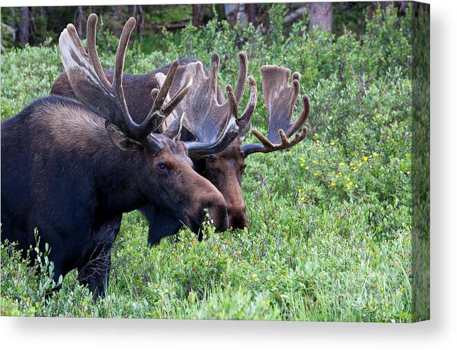 Moose; Moose Photograph Canvas Print featuring the photograph Bulls of the Woods by Jim Garrison