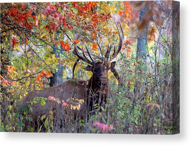 Bull Elk Canvas Print featuring the photograph Bulls Up Close by Robert Camp