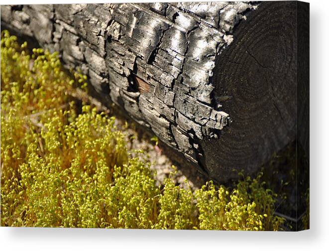 Burn Canvas Print featuring the photograph Burned Log Yellow Grasses by Bruce Gourley