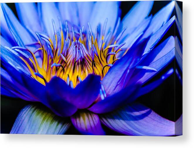 Flowers Canvas Print featuring the photograph Burning Water Lily by Louis Dallara