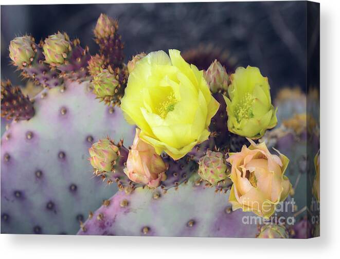 Prickly Pear Cactus Canvas Print featuring the photograph Bursting by Tamara Becker