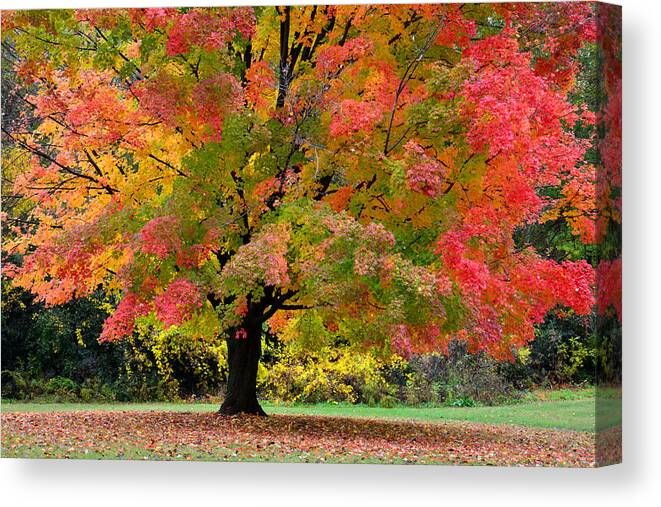 Busse Woods Canvas Print featuring the photograph Busse Woods Fall Color by Ray Mathis