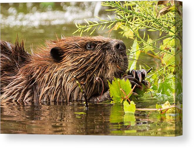 Beaver Canvas Print featuring the photograph Busy as a Beaver by Everet Regal