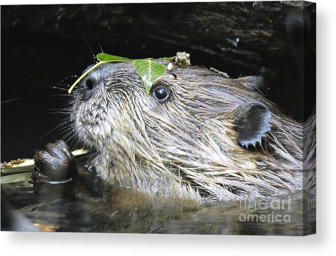 Beaver Canvas Print featuring the photograph Busy Beaver by Gary Beeler
