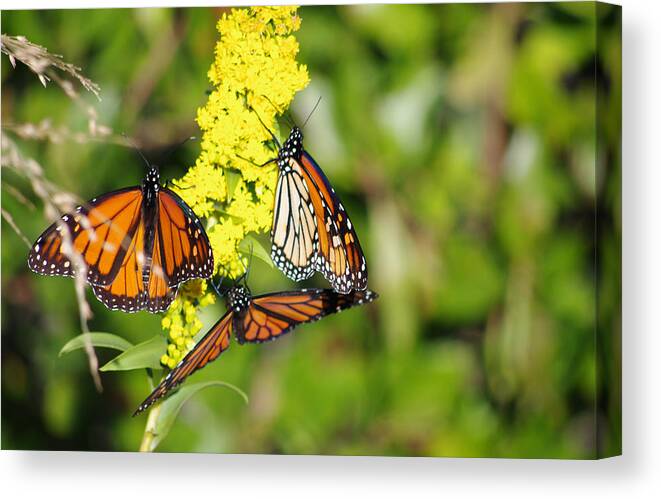 Butterfly Canvas Print featuring the photograph Butterflies Abound by Greg Graham
