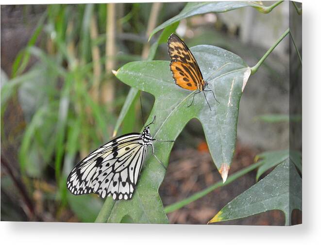 Chesterfield Canvas Print featuring the photograph Butterflies by Curtis Krusie