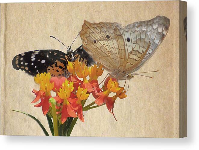Butterflies Canvas Print featuring the photograph Butterflies snd Flowers by Savannah Gibbs