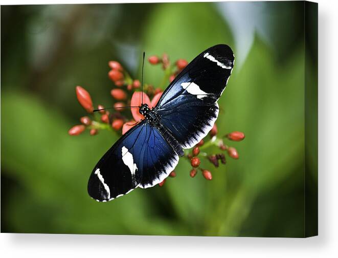 Butterflys Canvas Print featuring the photograph Butterfly 0002 by Donald Brown