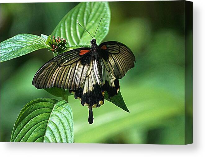 Butterfly Canvas Print featuring the photograph Butterfly 2 by Kathy Churchman