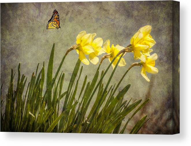 Flowers Canvas Print featuring the photograph Butterfly and Daffodils by Cathy Kovarik