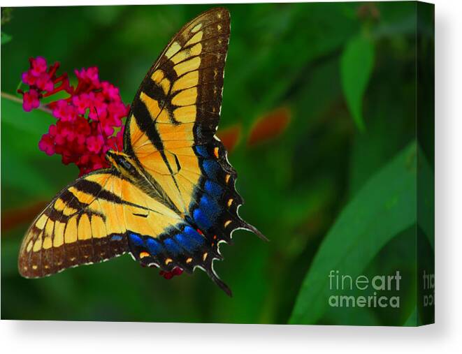Butterfly Canvas Print featuring the photograph Butterfly by Geraldine DeBoer