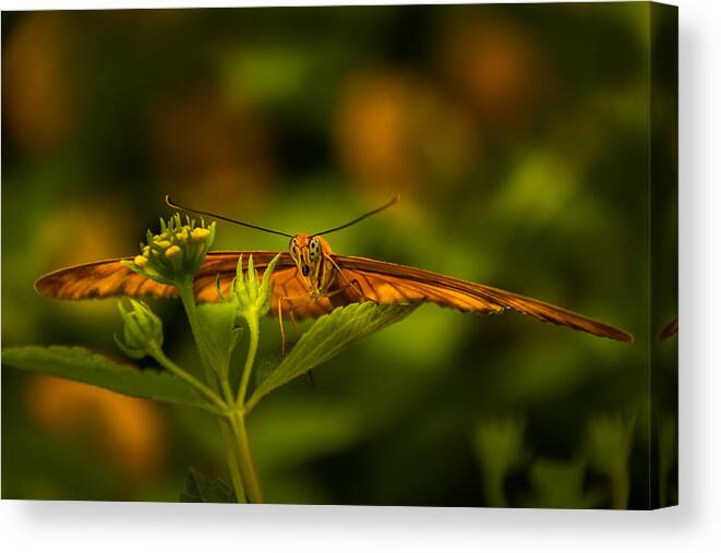 Jay Stockhaus Canvas Print featuring the photograph Butterfly by Jay Stockhaus