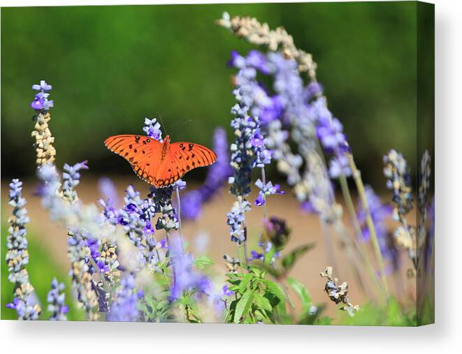 Flower Artwork Canvas Print featuring the photograph Butterfly by Mary Buck