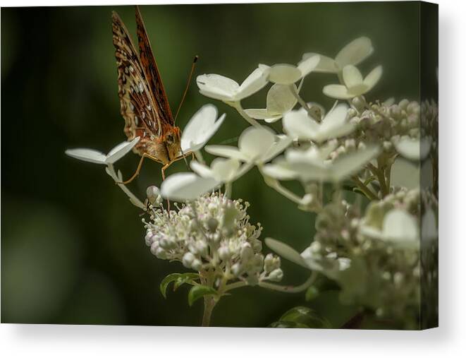 Butterfly Canvas Print featuring the photograph Butterfly on a Hydrangea - Great Spangled Fritillary No. 1 by Belinda Greb