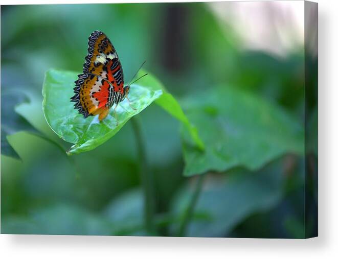 8350 Canvas Print featuring the photograph Butterfly on a Leaf by Gordon Elwell
