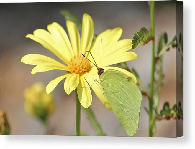 Butterfly Canvas Print featuring the photograph Butterfly On Daisy by Cynthia Guinn