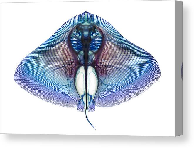 Ray Canvas Print featuring the photograph Butterfly Ray by Adam Summers