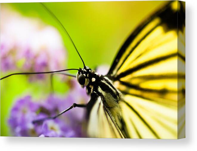 Butterfly Canvas Print featuring the photograph Butterfly by Sebastian Musial