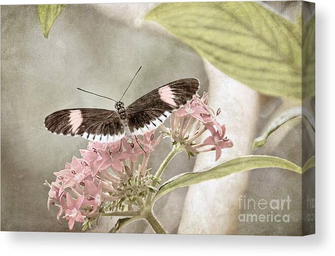 Nature Canvas Print featuring the photograph Butterfly Whisper by Peggy Hughes